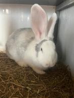 Duitse reus, Dieren en Toebehoren