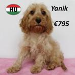 Cavapoo - Lieve pups te koop, 15 weken tot 1 jaar, Buitenland, CDV (hondenziekte), Meerdere