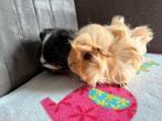 2 zeugjes cavia zoeken thuis. Met of zonder kooi, Dieren en Toebehoren, Augustus, Cavia, Tam
