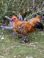 Klein blijvende haantjes, Dieren en Toebehoren, Pluimvee, Mannelijk, Kip