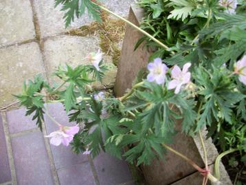 Geranium mengeling pakket(ten) 24 stuks beschikbaar voor biedingen