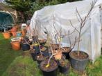 Vijgenbomen verschillende rassen, Tuin en Terras, Planten | Fruitbomen, Volle zon, Vijgenboom, Ophalen, In pot