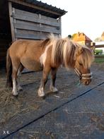Prachtig dek hengstje, Dieren en Toebehoren, Minder dan 160 cm, 0 tot 2 jaar, Hengst, Onbeleerd