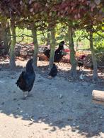 Trio ayam cemani.