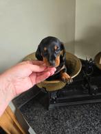 Prachtig dwergteckeltje, Dieren en Toebehoren, Honden | Teckels en Dashonden, België, Fokker | Hobbymatig, CDV (hondenziekte)