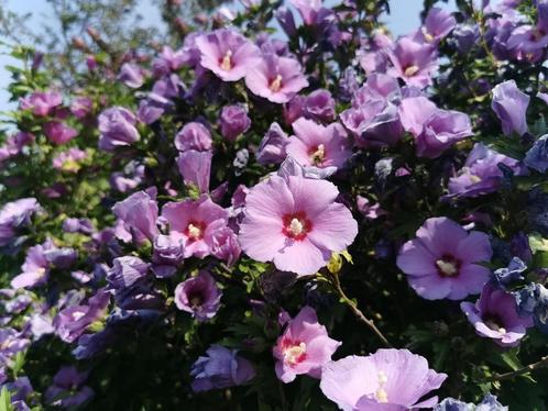 Hibiscus, Tuin en Terras, Planten | Tuinplanten, Vaste plant, Overige soorten, Volle zon, Zomer, Ophalen of Verzenden