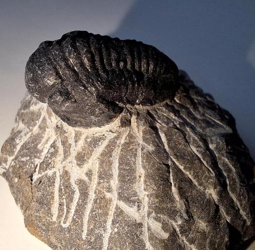 trilobiet Phacops hoffi - 2,5 cm, Verzamelen, Mineralen en Fossielen, Fossiel, Ophalen of Verzenden