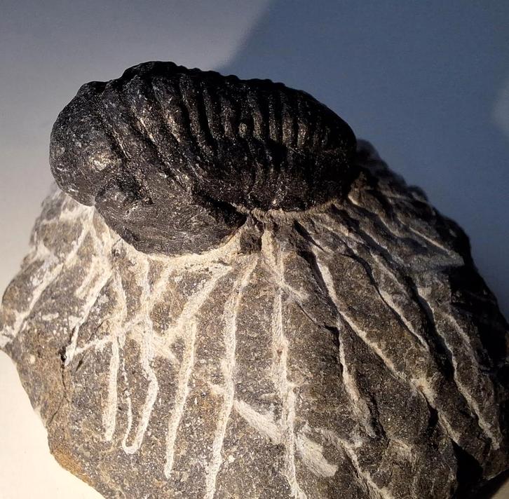 trilobiet Phacops hoffi - 2,5 cm, Verzamelen, Mineralen en Fossielen, Fossiel, Ophalen of Verzenden