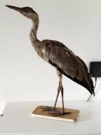 Taxidermie reiger, Ophalen of Verzenden