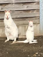 Wallaby kangoeroes, Dieren en Toebehoren, April, Meerdere dieren