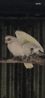 Kweekpaar naaktoogkaketoes met jong aanwezig niet tam, Dieren en Toebehoren, Meerdere dieren, Papegaai, Geringd