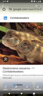 Steatocranus Casuarius