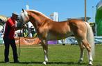 Poulain haflinger baroque plein papier