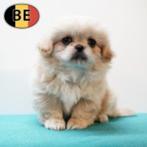 Pekingees pups te koop, België, CDV (hondenziekte), 8 tot 15 weken, Meerdere