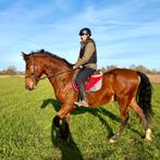 Goede thuis gezocht! Toffe 7j ruin normale prijs, Dieren en Toebehoren, Paarden, Ruin