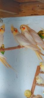 Valkparkieten, Dieren en Toebehoren, Vogels | Overige Vogels