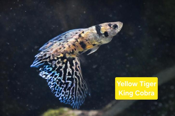 Raszuiver guppen, Animaux & Accessoires, Poissons | Aquariums & Accessoires, Enlèvement ou Envoi