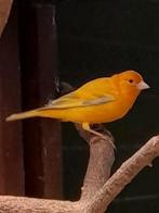 Putter x kanarie, Dieren en Toebehoren