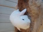 Nhd wit Bo konijntjes.rammetjes, Dieren en Toebehoren, Konijnen, Meerdere dieren, Hangoor, 0 tot 2 jaar