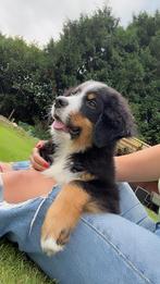 Chiots bouvier bernois, 15 semaines à 1 an, Étranger, Chien (mâle), Parvovirose