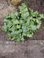 Italiaanse aronskelk, Tuin en Terras, Ophalen