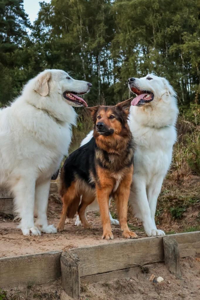 Ondervacht behandeling voor honden, Dieren en Toebehoren, Honden-accessoires, Ophalen
