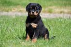 Rottweiler pups te koop, België, CDV (hondenziekte), 8 tot 15 weken, Teef