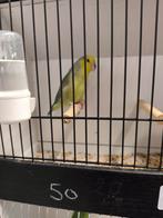 Gevraagd Xanthops man, Dieren en Toebehoren