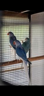 Halsbandparkieten 2025 violet wkwst en blauw, wkwst, Geringd