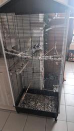 Perruches mâle et femelle, Dieren en Toebehoren, Vogels | Hokken en Kooien, Ophalen