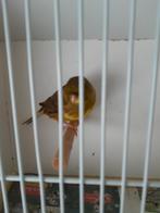 Mooie mannelijke kanarie, Animaux & Accessoires, Oiseaux | Canaris, Mâle, Canari de couleur