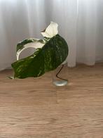 Monstera albo stekje, Huis en Inrichting, Ophalen