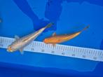 Koi vissen +- 24 cm, Dieren en Toebehoren, Karper of Koi