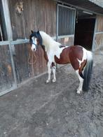 TER DEKKING Prachtige 3kleurs  bonte pony hengst 1m20 groot, Animaux & Accessoires, Poneys, Étalon
