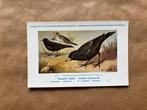 Vogels van België  Nr. 167 Zwarte Leeuwerik, Ophalen of Verzenden, Ongelopen, Vogel
