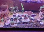 SPS-koraalstekken, Dieren en Toebehoren, Ophalen, Nieuw, Sierelement