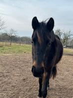 Knappe Springpony !, Dieren en Toebehoren, Pony's, Merrie, Gechipt, Springpony, 3 tot 6 jaar