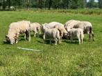 Schapen/Wiltshire horne, Animaux & Accessoires, Moutons, Chèvres & Cochons, Mouton