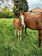 Quarter Horse, Dieren en Toebehoren, Paarden