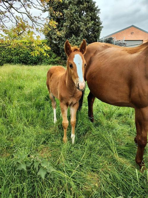 Quarter Horse, Dieren en Toebehoren, Paarden