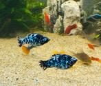 Mollies te ruilen voor pleco of corydora pandas, Dieren en Toebehoren, Vissen | Aquariumvissen, Zoetwatervis