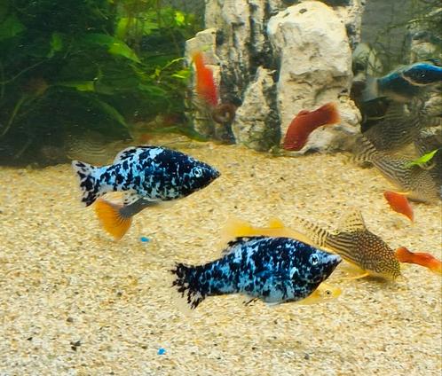 Mollies te ruilen voor pleco of corydora pandas, Animaux & Accessoires, Poissons | Poissons d'aquarium, Poisson d'eau douce