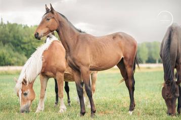 Knappe 1,5jaarse hengst uit corydon t&l  (inruil) beschikbaar voor biedingen