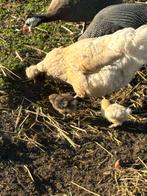 Hen met 2 kuikens te koop