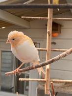Kanaries, Dieren en Toebehoren, Vogels | Kanaries