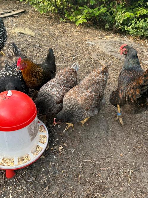 Broedeieren grote barnevelder, Dieren en Toebehoren, Pluimvee, Kip, Meerdere dieren