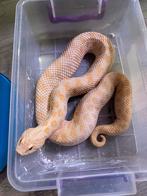 Albino vrouw 2022, Dieren en Toebehoren, Reptielen en Amfibieën, Slang, Tam, 3 tot 6 jaar
