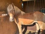 Jument halfiguer, Dieren en Toebehoren, Paarden, Merrie