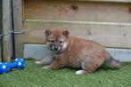 Prachtige Shiba Inu pups (ouders aanwezig), Dieren en Toebehoren, België, Overige rassen, CDV (hondenziekte), 8 tot 15 weken