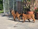 Mechelse herder pups, Dieren en Toebehoren, Honden | Herdershonden en Veedrijvers, België, Particulier, 8 tot 15 weken, Meerdere